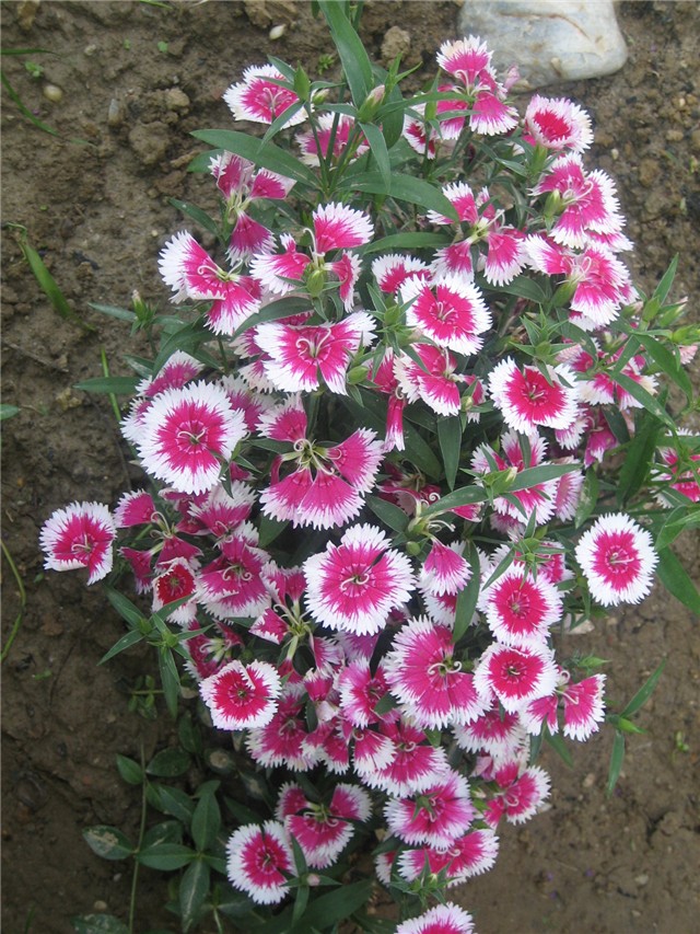 Karanfil